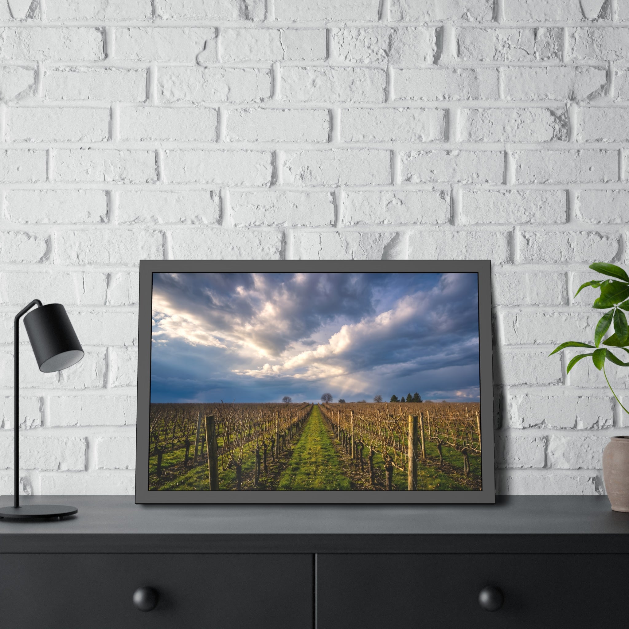 "Vineyard Solitude" - Sonoma, CA