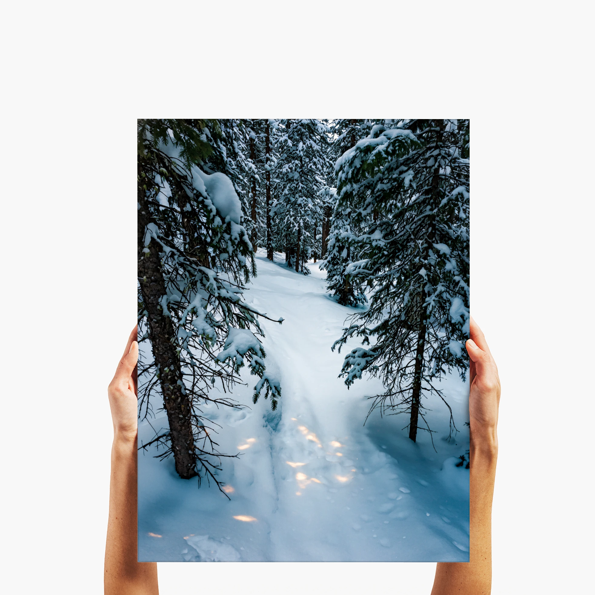 Alpine Silence - Telluride, CO