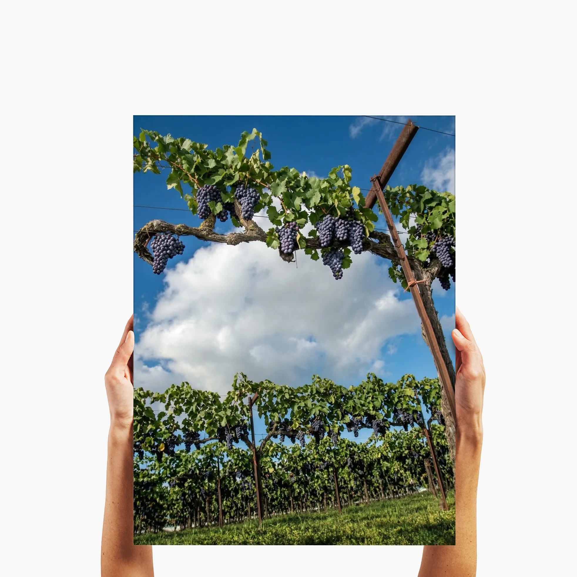 The Vintage Canopy - Lodi, CA