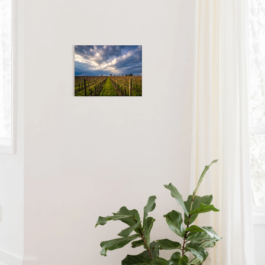 "Vineyard Solitude" - Sonoma, CA