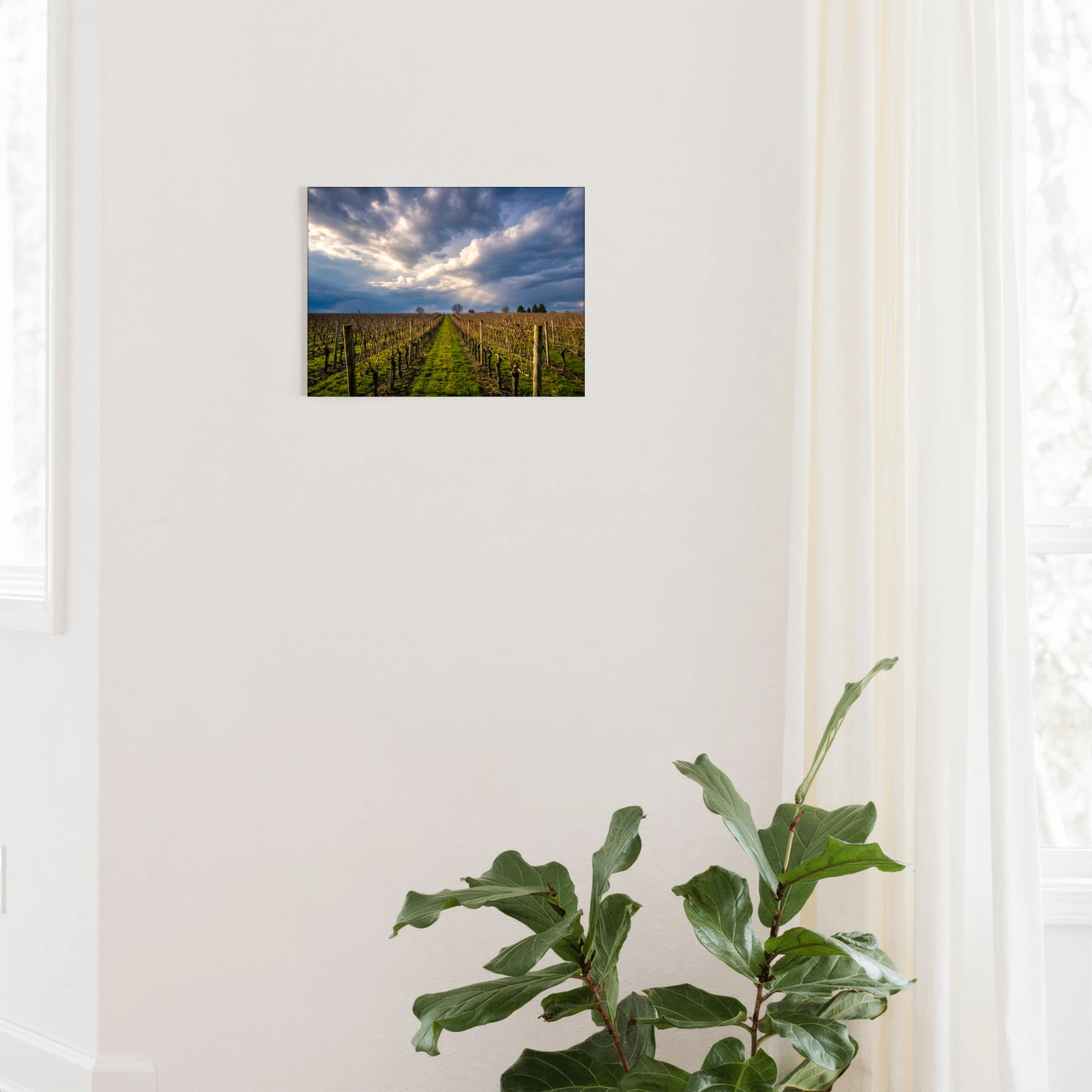 "Vineyard Solitude" - Sonoma, CA
