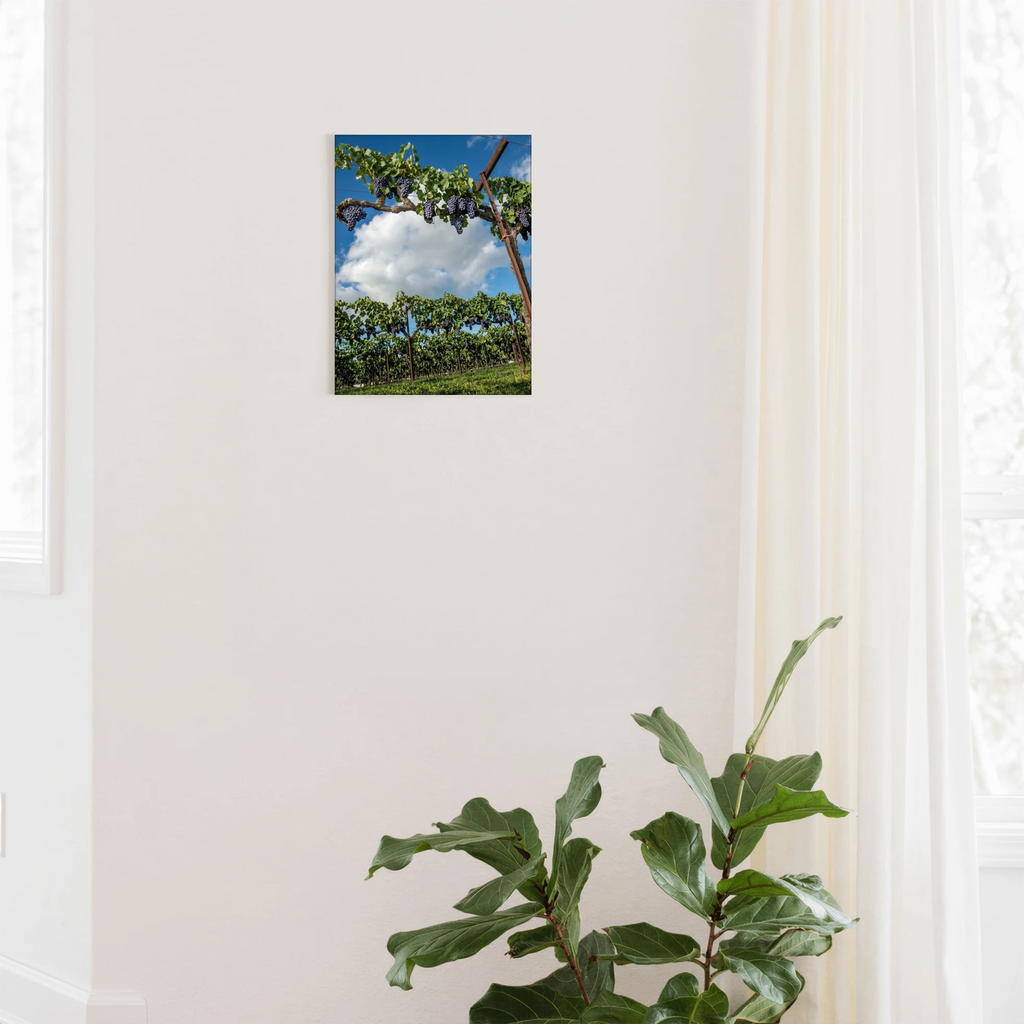 The Vintage Canopy - Lodi, CA