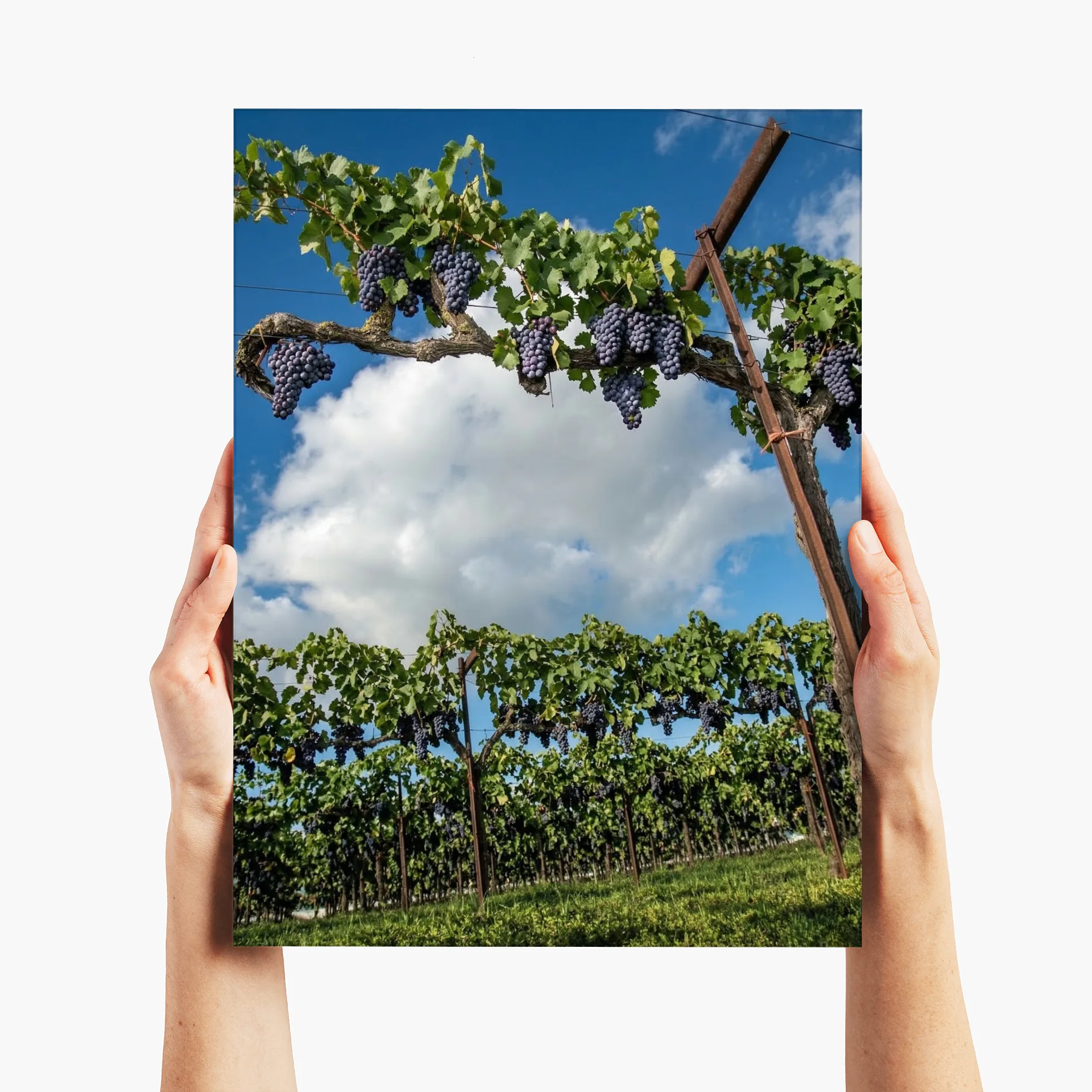 The Vintage Canopy - Lodi, CA