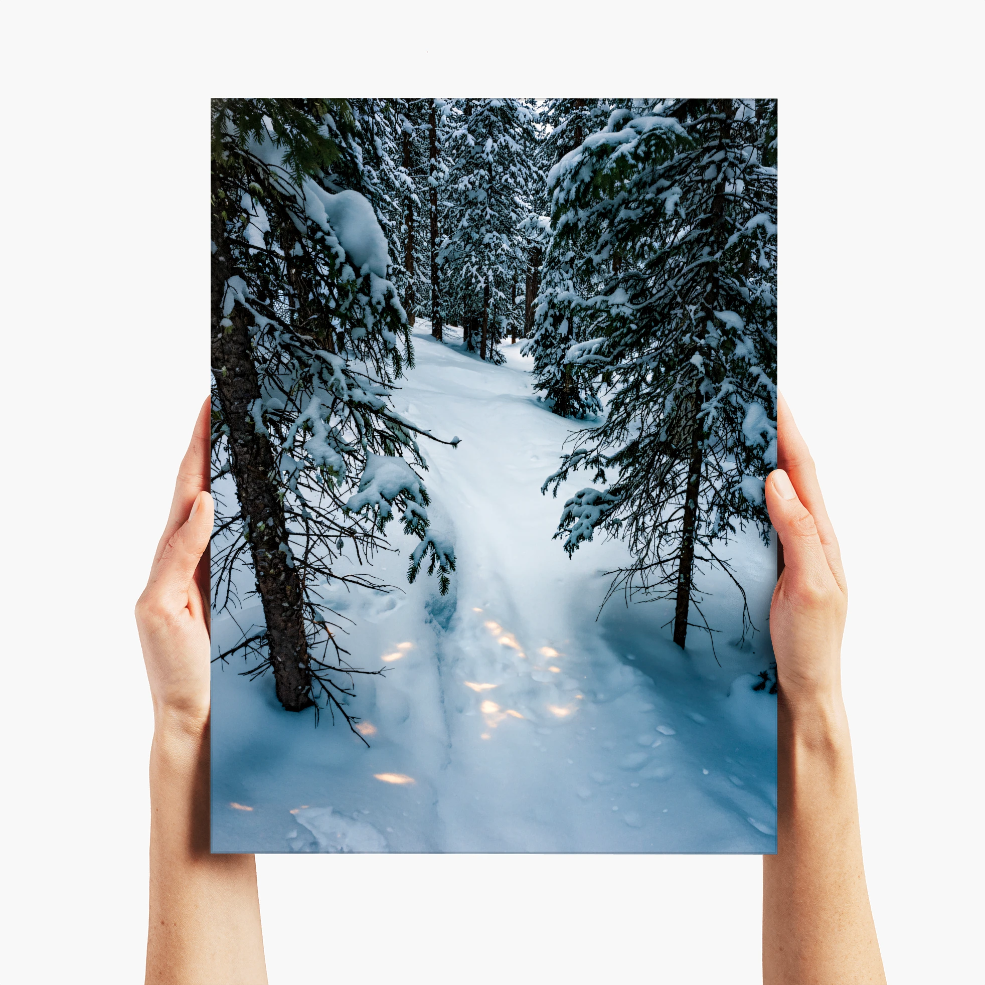 Alpine Silence - Telluride, CO
