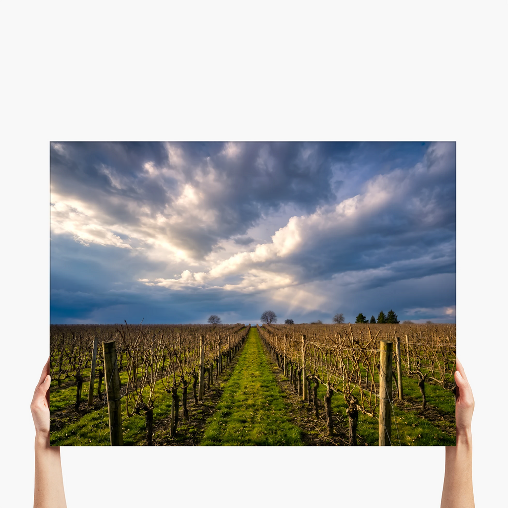 "Vineyard Solitude" - Sonoma, CA