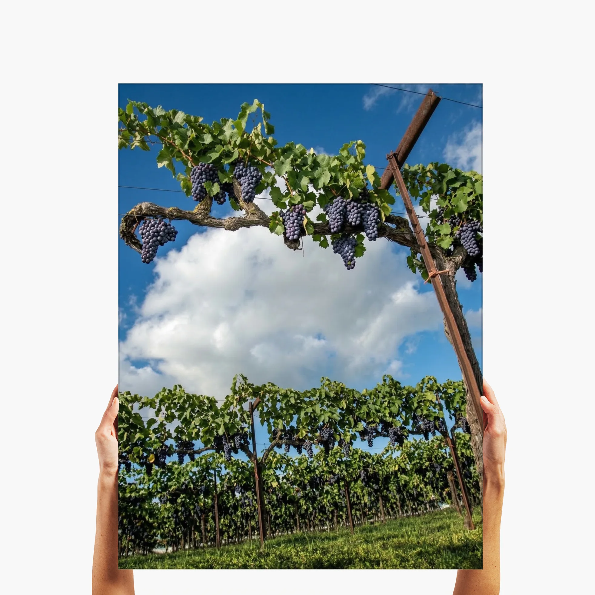 "Lodi Harvest" - Lodi, CA