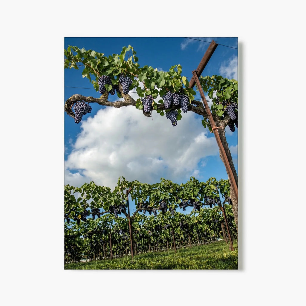 "Lodi Harvest" - Lodi, CA