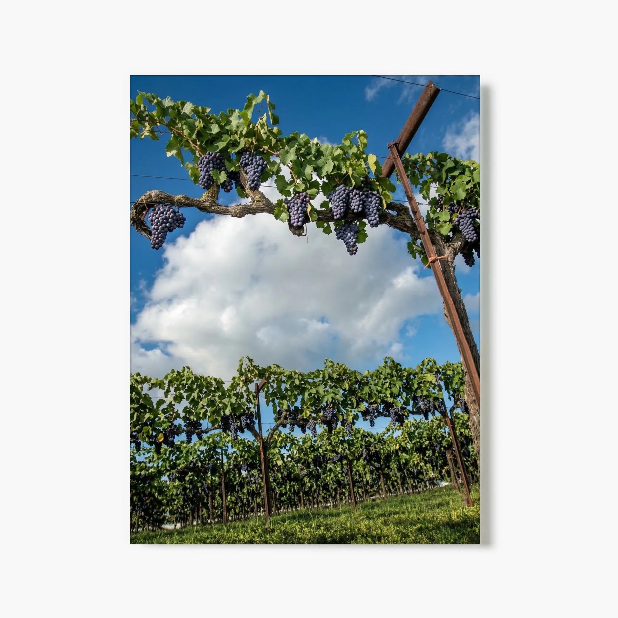 "Lodi Harvest" - Lodi, CA