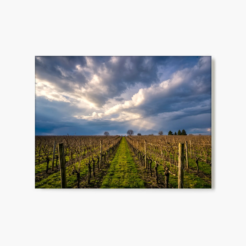 "Vineyard Solitude" - Sonoma, CA