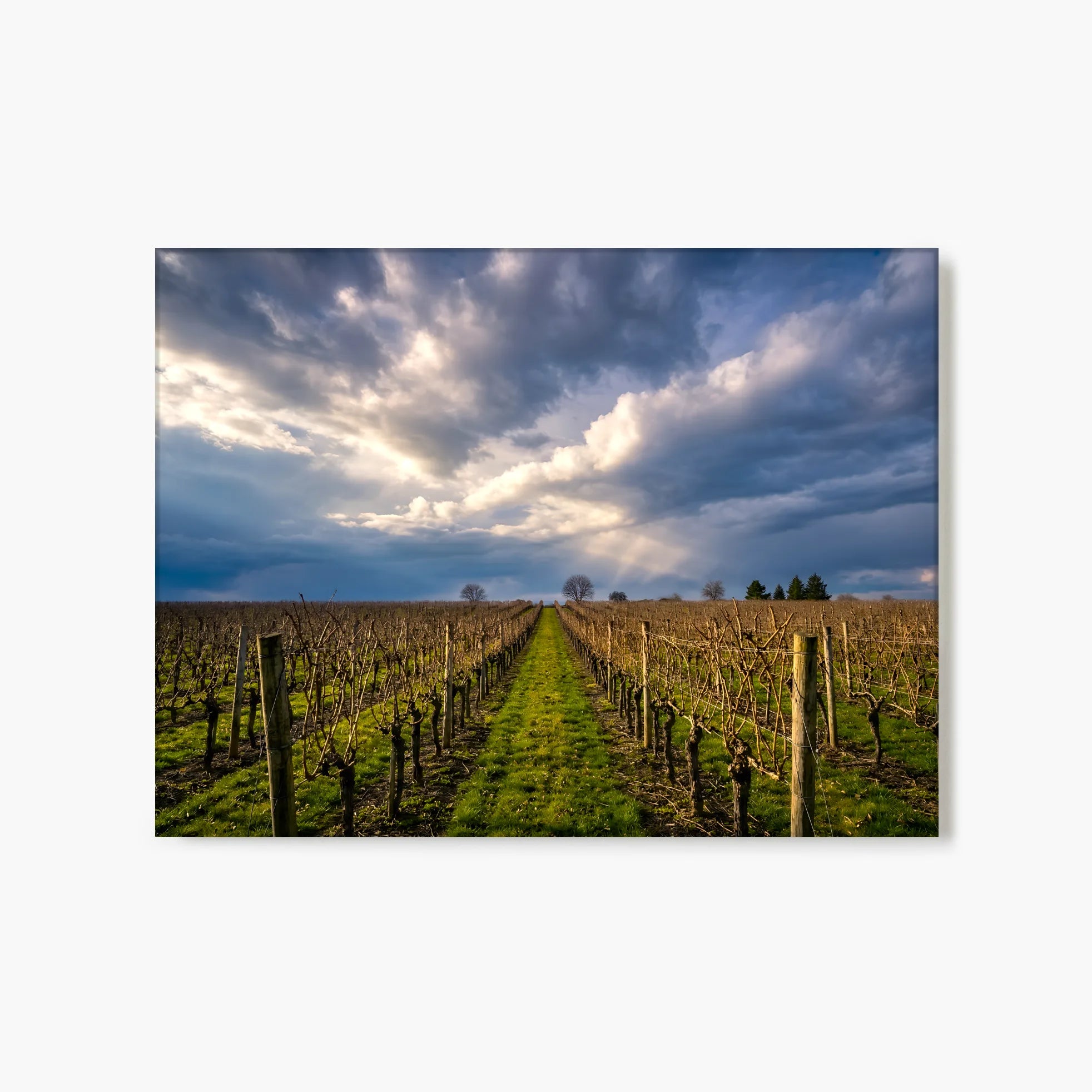 "Vineyard Solitude" - Sonoma, CA