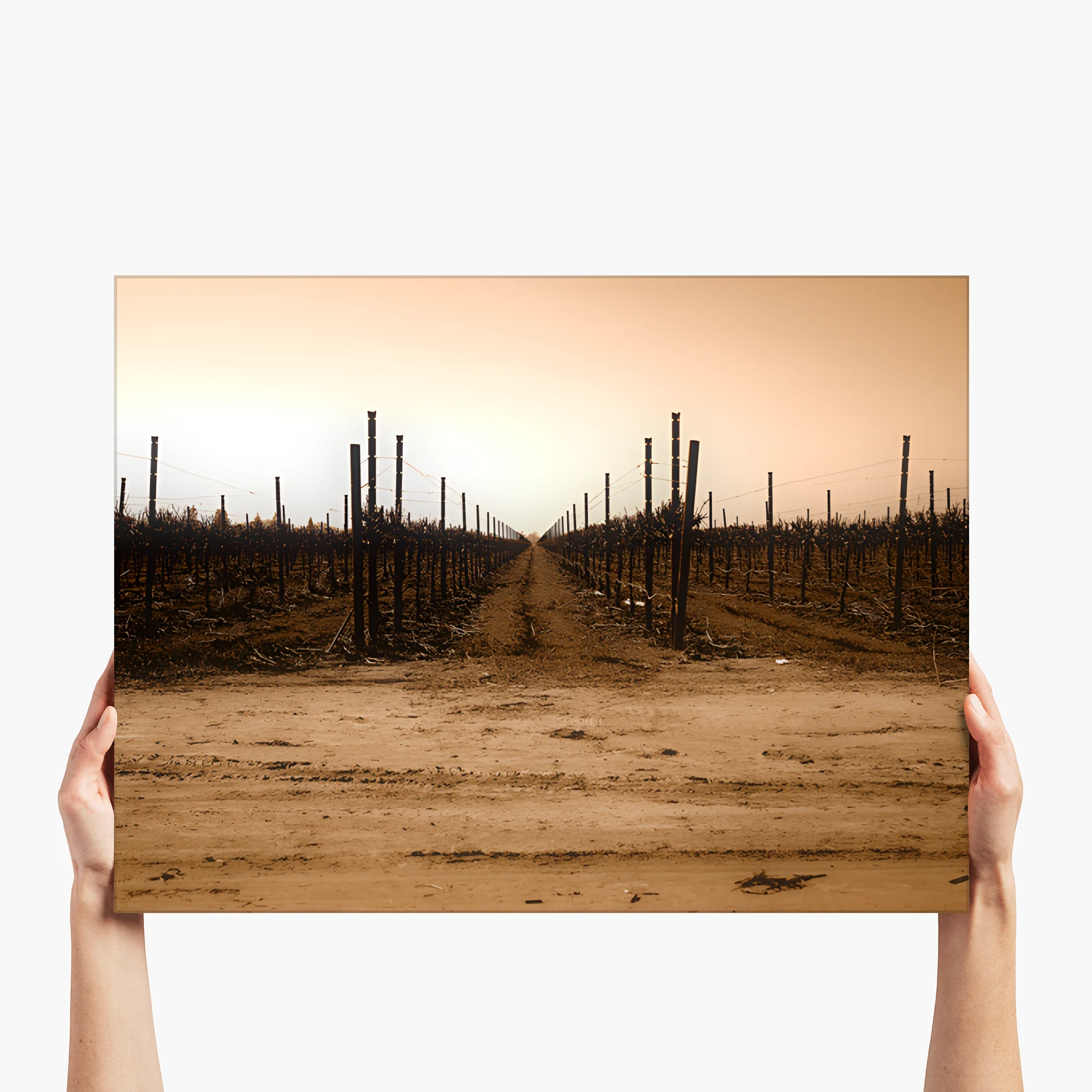 The Vineyard Window - Napa Valley, CA