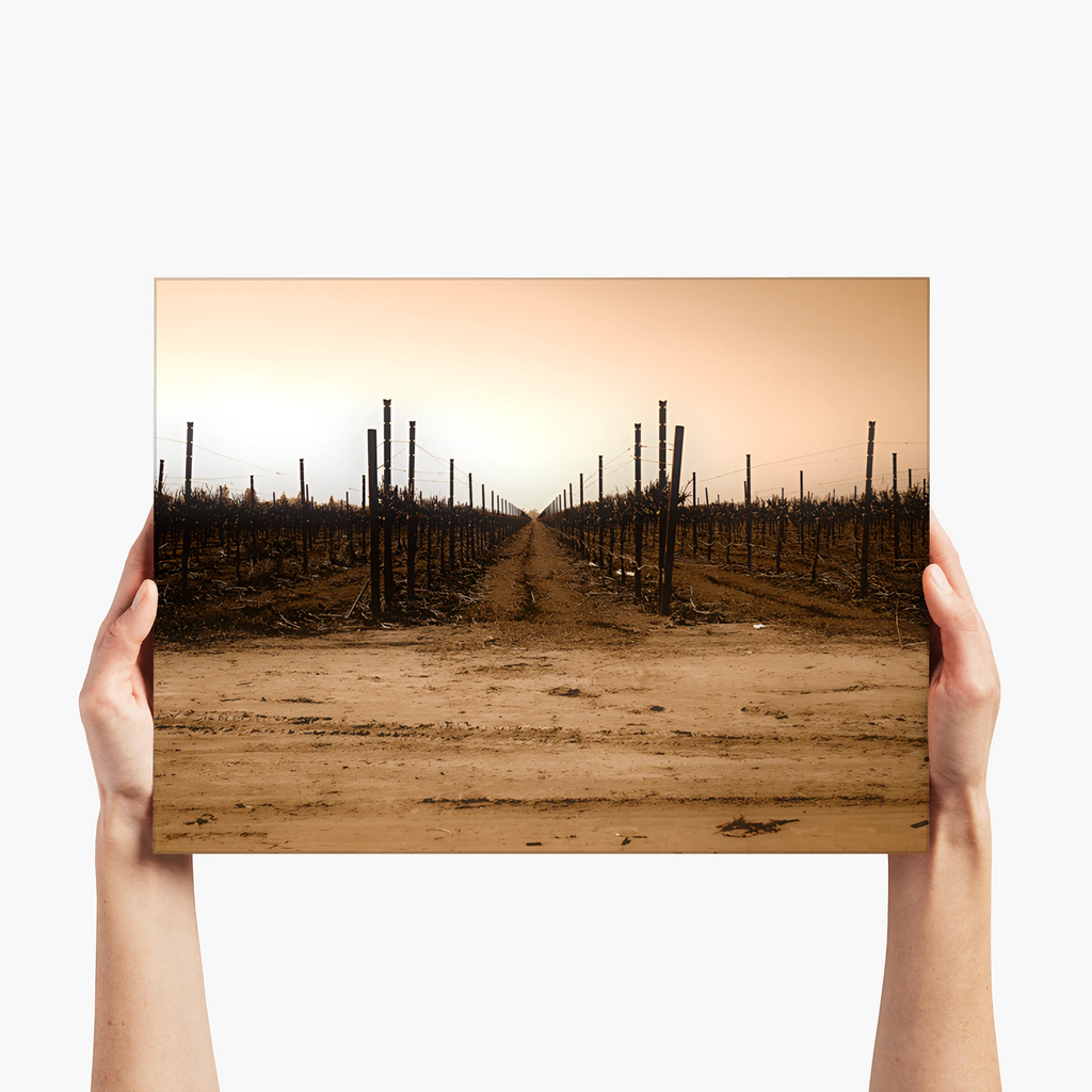 The Vineyard Window - Napa Valley, CA