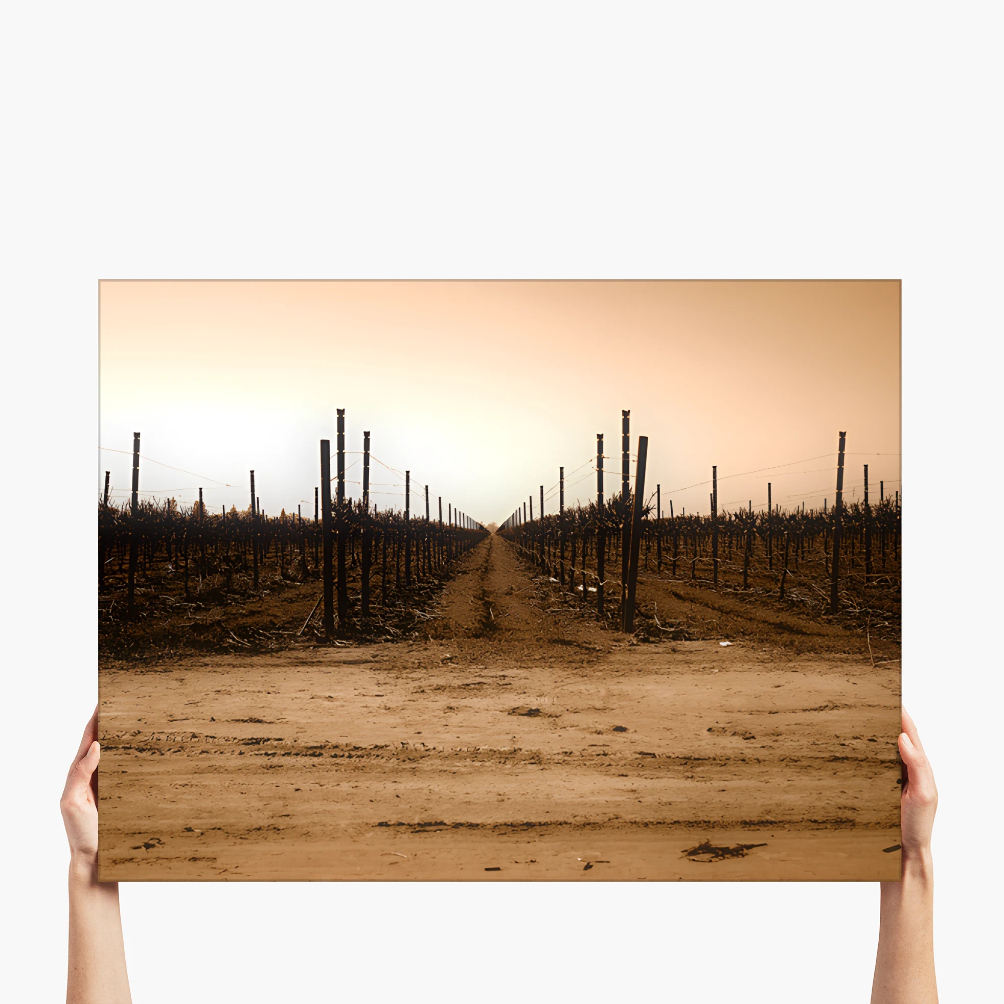 The Vineyard Window - Napa Valley, CA